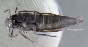 Media type: image;   Entomology 601682 Aspect: habitus ventral view